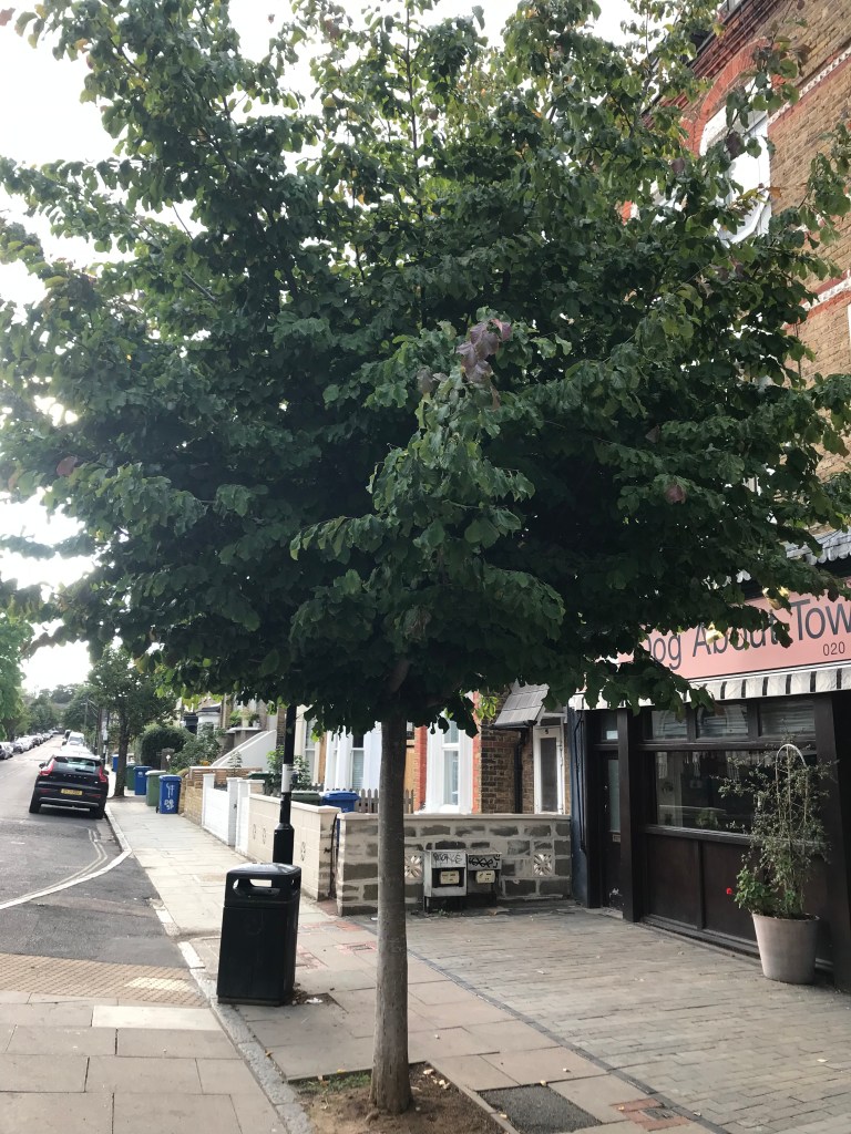 A medium-sized tree with a straight trunk and wide leaf canopy in a street