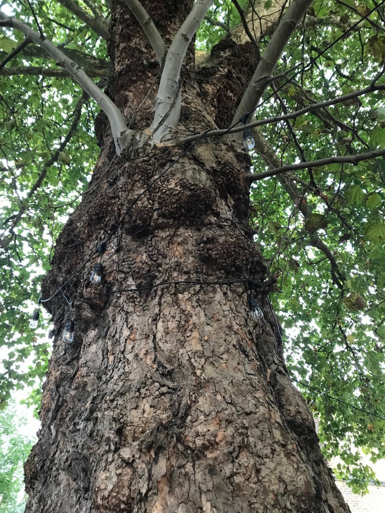 The trunk of a mature plane tree seen from below