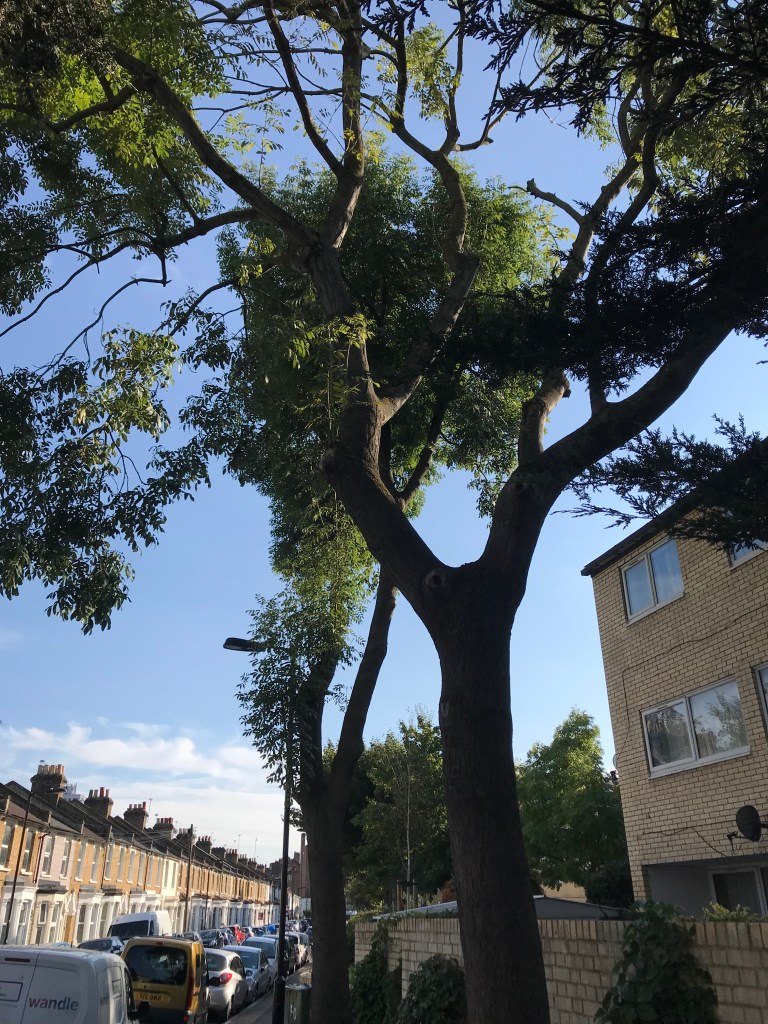 Two ash trees in an urban street showing signs of diaback